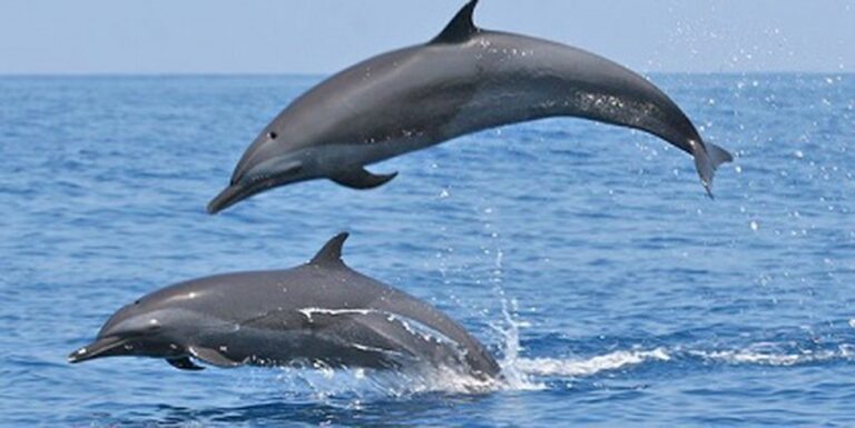 Satellite Tagging of a Ganges Dolphin