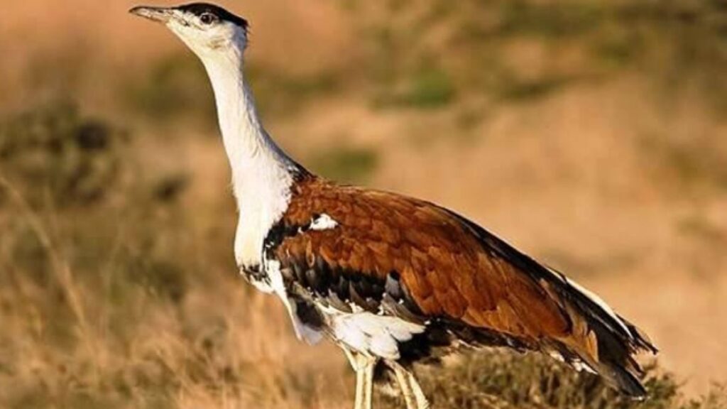 Rajasthan’s Great Indian Bustard Conservation Efforts Show Positive Results